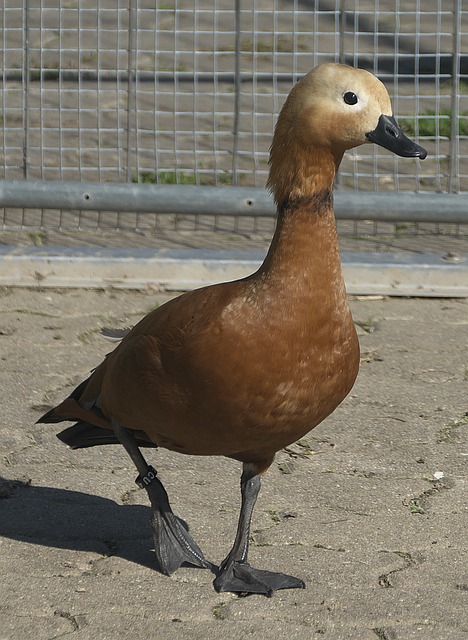 足球俱乐部