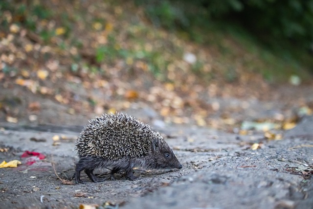 则引发了不 则引发了不