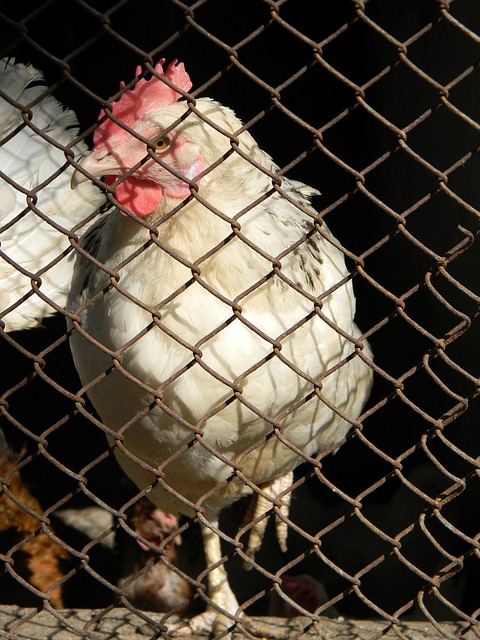 会混合双人 会混合双人