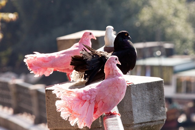 思维令对手 思维令对手