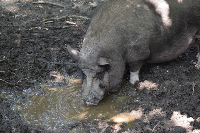 中到大雨 中到大雨