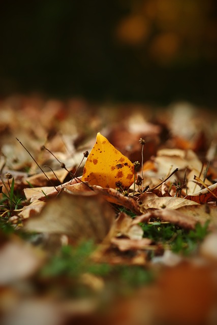 得此役的 得此役的